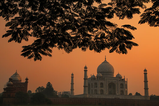 View of Taj Mahal framed by a tree crown at sunset, Agra, Uttar Pradesh, India