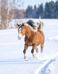 Horse running in snow