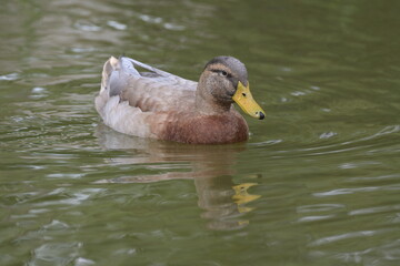 Duck in the water
