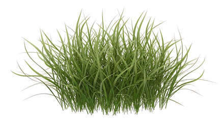 Obraz premium A lush clump of vibrant green grass, its slender blades reaching upwards, creating a natural, organic texture against a clean white background.