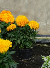 Close-up of flowering Sierra marigolds in a flowerpot.