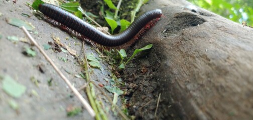 Cute black millipede crawling along the forest floor