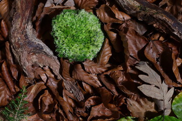 Autumn background, trunk moss and dry leaves, fall concept