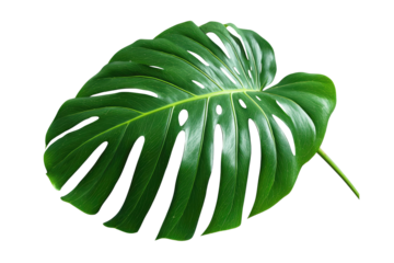 Close-up of a large, vibrant green monstera leaf