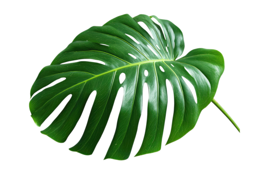 Close-up of a large, vibrant green monstera leaf
