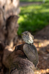 Muscicapa striata Spotted flycatcher young bird
