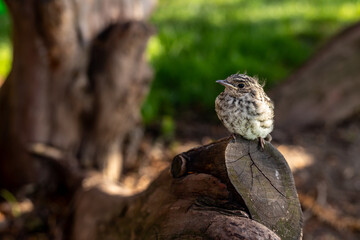 Muscicapa striata Spotted flycatcher young bird