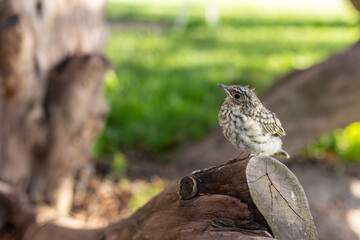 Muscicapa striata Spotted flycatcher young bird