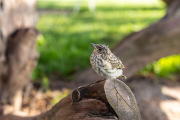 Muscicapa striata Spotted flycatcher young bird