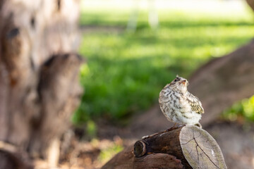 Muscicapa striata Spotted flycatcher young bird