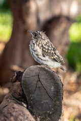 Muscicapa striata Spotted flycatcher young bird