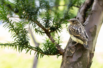 Muscicapa striata Spotted flycatcher young bird