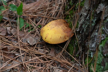 Large Mushroom at base tree