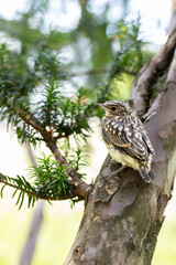 Muscicapa striata Spotted flycatcher young bird
