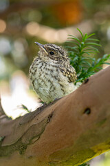 Muscicapa striata Spotted flycatcher young bird