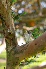 Muscicapa striata Spotted flycatcher young bird