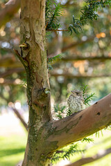 Muscicapa striata Spotted flycatcher young bird