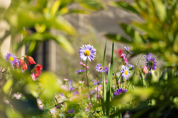 Beautiful flowers on late summer garden with blurred bokeh foreground