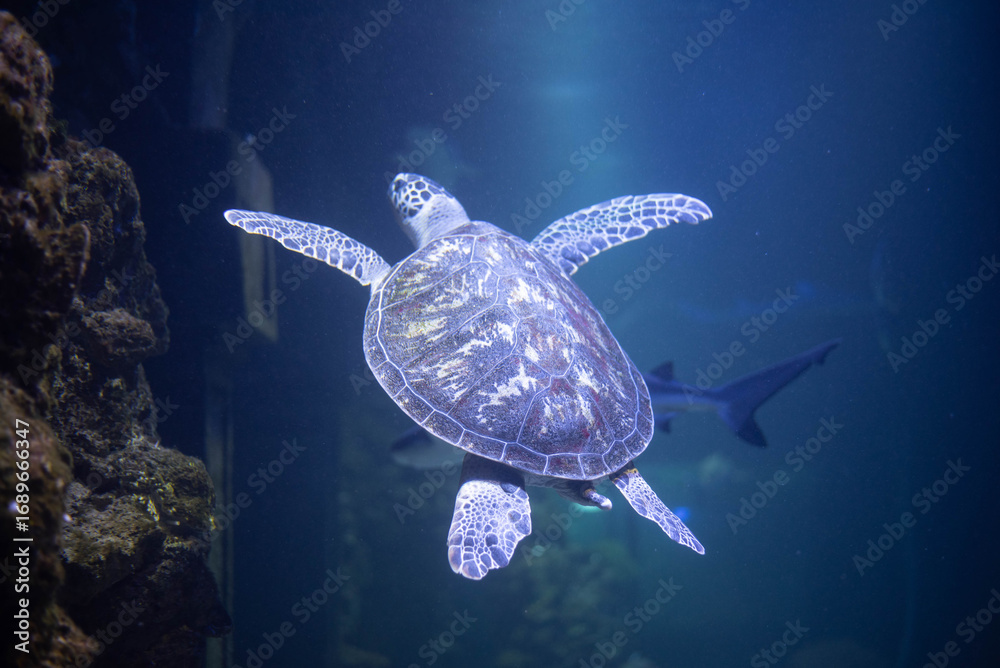 Wall mural big beautiful turtle in an aquarium. turtle in captivity. background, space for text.