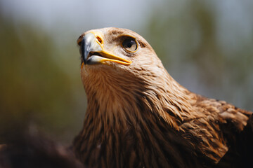 Close-up of Majestic Eagle Head