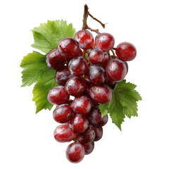 Fototapeta premium Close-up of a bunch of red grapes with leaves. Fresh, plump, red grapes cling to a stem. Healthy green leaves accompany the fruit