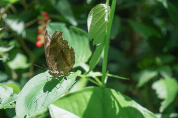 Fototapeta premium A brown butterfly was perched on a leaf, as if it was warming its body among the fresh air and beautiful green leaves. 
