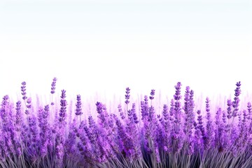 Fototapeta premium Lavender field backgrounds blossom flower.