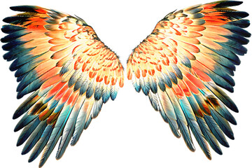 Obraz premium Symmetrical Pair of Vibrant Bird Wings on Background feathers avian isolated on a transparent background