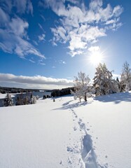 Snowy path through a winter landscape