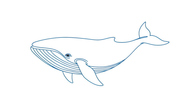Elegant line drawing of a majestic whale swimming gracefully in the ocean isolated on transparent background a serene and captivating marine animal illustration