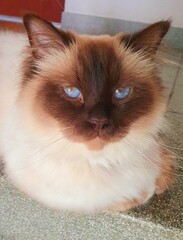 Portrait of a beautiful cat