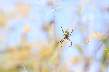 Argiope bruennichi. A bright spider weaves a web against the background of a field. A spider with a striped yellow-black-white abdomen, close-up. The spider's venom is weak, safe for humans