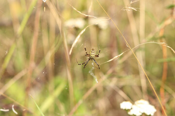 Argiope bruennichi. A bright spider weaves a web against the background of a field. A spider with a striped yellow-black-white abdomen, close-up. The spider's venom is weak, safe for humans