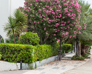Obraz premium Sidewalk lined with vibrant greenery, flowering trees, and a solitary bicycle hinting at a peaceful urban oasis.