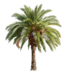 Isolated palm tree, lush green fronds, light brown trunk (1)