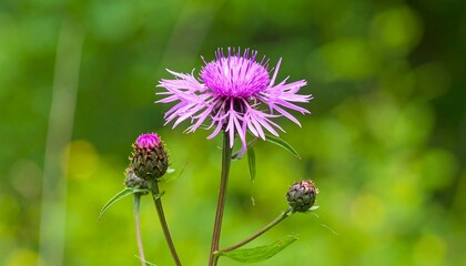 Vibrant purple flower in a green background