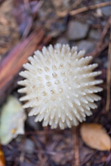 Fototapeta premium White spiky massage ball outdoors on ground
