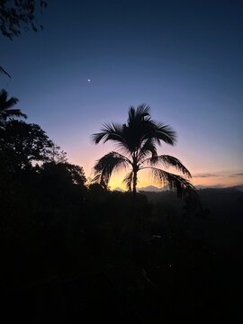 palm trees at sunset