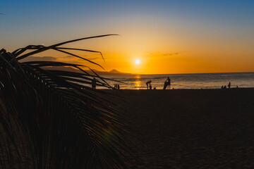 Palm leaves at sunset on Las Canteras beach