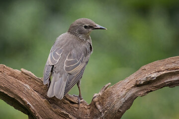 a close up portrait of a juvenile starling, Sturnus vulgaris, as it perches in the fork of a branch. A natural blurry background has space for text copy
