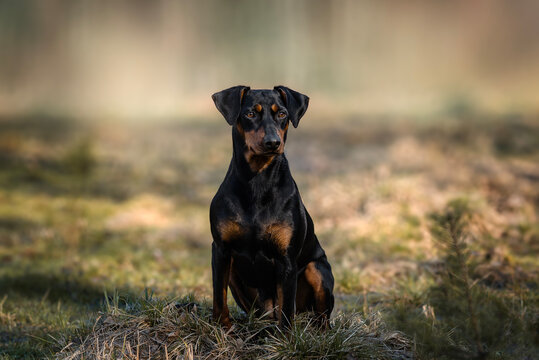 German Pinscher, a black and tan dog, sits in a clearing on an early spring morningGenerated image