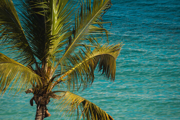 tropical palm tree on a beach with turquoise waters
