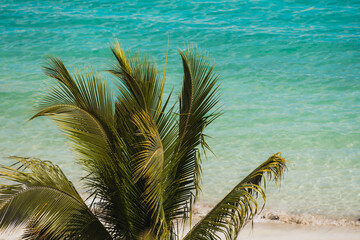 tropical palm tree on a beach with turquoise waters