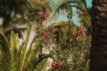 tropical plants with the beach in the background