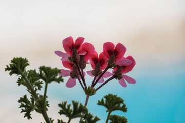 pink flowers backlit