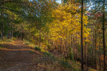 Obraz premium autumn in the forest