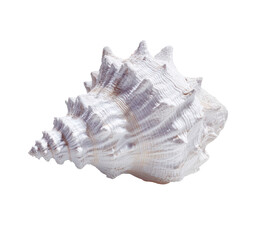 Fototapeta premium Close-up of a large, ornate seashell