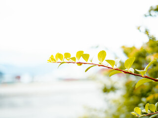 Branch with green leafs with a blurry background