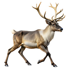 Obraz premium A reindeer with impressive antlers in a walking pose on a transparent background Keywords isolated on a transparent background