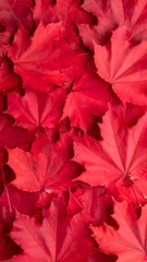 Vibrant red autumn leaves (1)
